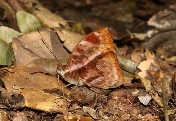 Euriphene leonis male UNS